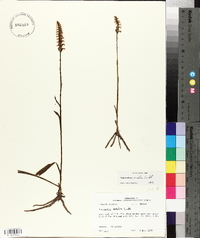 Spiranthes ovalis image