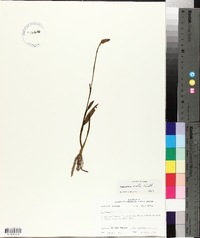 Spiranthes ovalis image