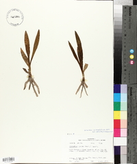 Spiranthes odorata image