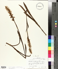 Spiranthes odorata image