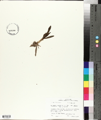 Spiranthes cernua image