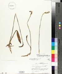 Spiranthes cernua image