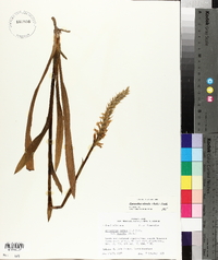 Spiranthes odorata image