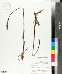 Spiranthes cernua image