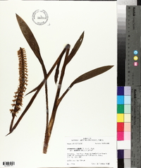 Spiranthes cernua image