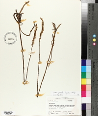 Spiranthes vernalis image