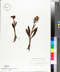 Dactylorhiza sambucina image