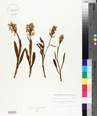 Dactylorhiza sambucina image