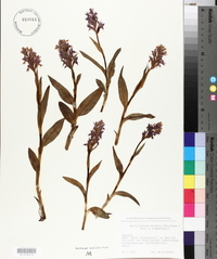 Dactylorhiza majalis image