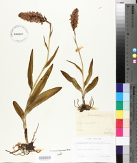 Dactylorhiza maculata image