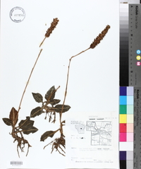 Goodyera pubescens image