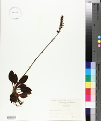 Goodyera pubescens image