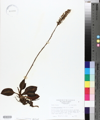 Goodyera pubescens image