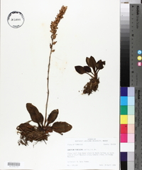 Goodyera pubescens image