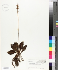 Goodyera pubescens image