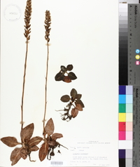 Goodyera pubescens image