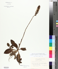 Goodyera pubescens image