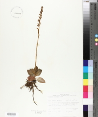 Goodyera tesselata image