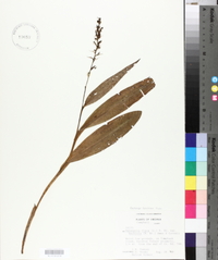 Platanthera flava image