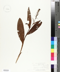 Platanthera flava image