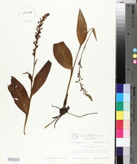 Platanthera flava image