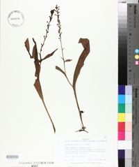 Platanthera flava image