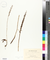 Habenaria elegans image