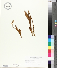 Platanthera dilatata image