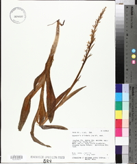 Platanthera dilatata image