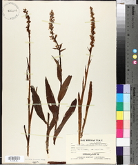 Platanthera dilatata image