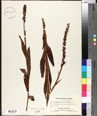 Platanthera dilatata image