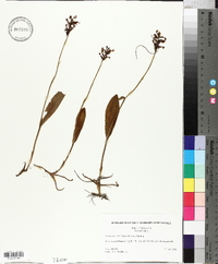 Platanthera clavellata image