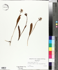 Platanthera clavellata image