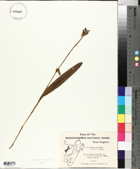 Platanthera clavellata image