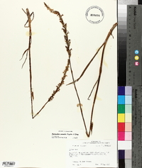 Spiranthes vernalis image