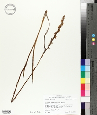 Spiranthes vernalis image