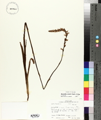 Spiranthes vernalis image