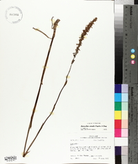 Spiranthes vernalis image