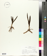 Spiranthes vernalis image