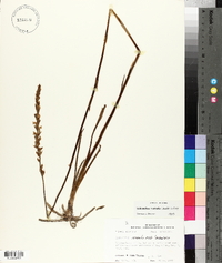 Spiranthes vernalis image