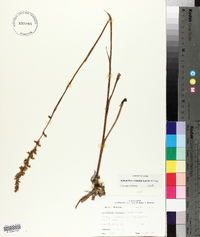 Spiranthes vernalis image