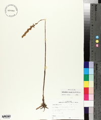 Spiranthes vernalis image