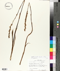 Spiranthes vernalis image