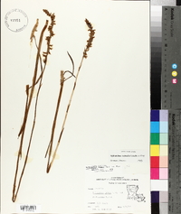 Spiranthes vernalis image