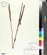 Spiranthes vernalis image