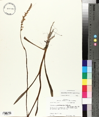 Spiranthes vernalis image