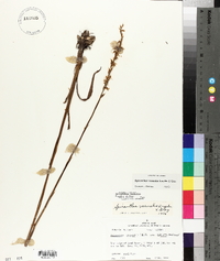 Spiranthes vernalis image