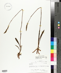 Spiranthes vernalis image