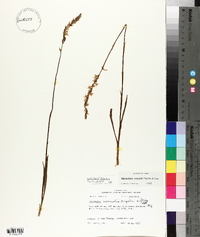 Spiranthes vernalis image