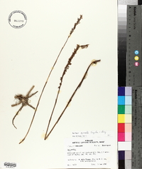 Spiranthes vernalis image